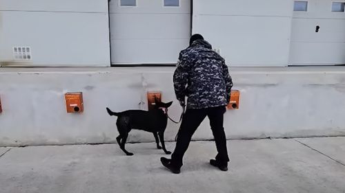 VIDEO demonstrativ: Câinii de la Autoritatea Vamală din România în acțiune. Cum se antrenează pentru a combate criminalitatea organizată legată de migrație