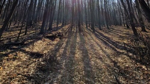 Înalta Curte a decis ca extravilanul localităţii Nadăş din judeţul Arad, care fusese retrocedat în baza unui certificat fals de moştenitor, să revină la Romsilva şi la Primăria Tăuţ, de care aparţine localitatea / Decizia e definitivă