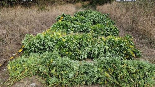 Cultură de canabis într-o hală de o mie de metri pătraţi din Vrancea. Mii de ghivece în care creşteau plantele, descoperite în hală, zeci de kilograme de droguri găsite
