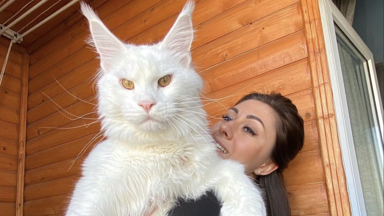 Kefir, motanul gigant de 13 kilograme pe care lumea îl confundă cu un câine