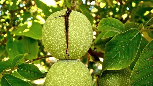 Construcţia unui spital din România a stagnat 16 luni / Pe teren existau trei nuci şi nu a fost eliberat avizul de mediu / Ministru: ”Acesta este realitatea. Este un motiv”