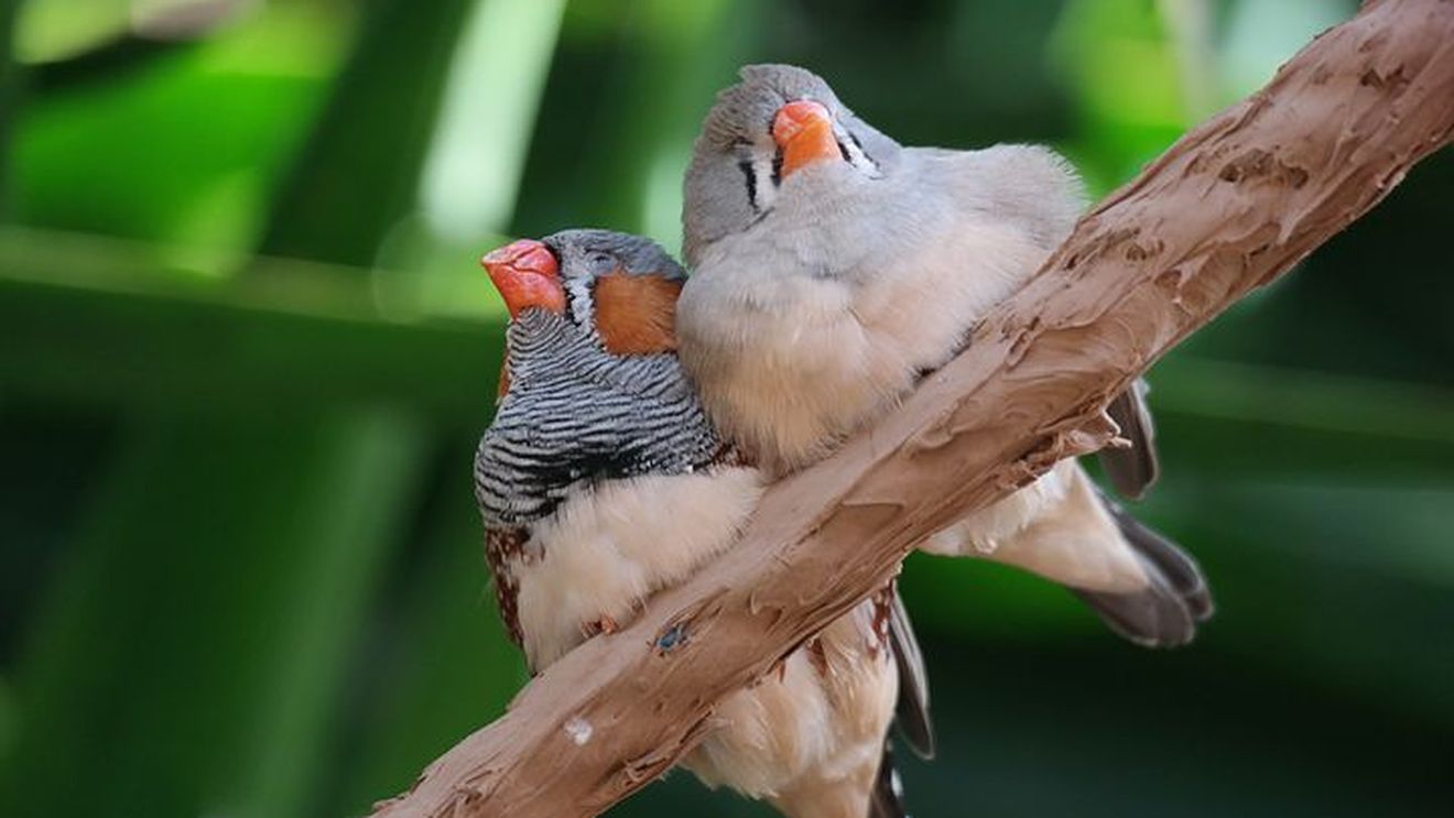 Cercetătorii au reușit să implanteze amintiri false în creierul păsărilor. Descoperirea ar putea ajuta persoanele cu autism