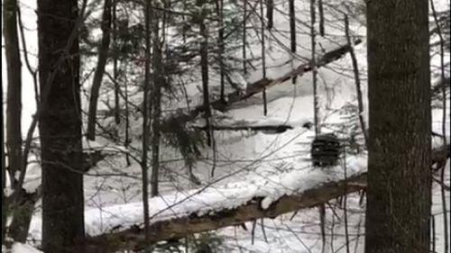 VIDEO Urs pe pârtia Clăbucet din Predeal/ Animalul a fost îndepărtat de jandarmi de la locul de îmbarcare pentru teleschi