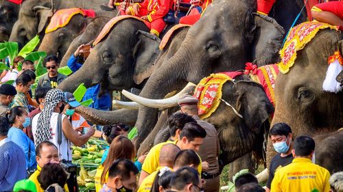 Inundaţiile record ameninţă elefanţii dintr-un oraș templu din Thailanda