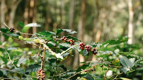 O lege europeană va interzice produsele care contribuie la defrișarea pădurilor, dar efectele sunt profunde: Lovește în milioane de fermieri din cele mai sărace zone ale lumii, acuză importatorii de cafea, cacao, cauciuc, soia sau ulei de palmier