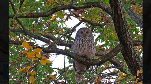 Brașovul are una dintre cele mai mari densități de huhurezi mari din lume / Păsările din masivul Postăvaru, în atenția cercetătorilor