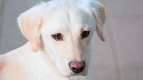 Câinii, cei mai buni prieteni ai omului sau cel mai mare coșmar pentru persoanele alergice? 10 rase care îți provoacă reacții severe