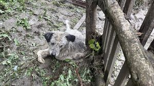 Intervenții sanitar-veterinare după inundațiile din nordul țării: Veterinarii ANSVSA, mobilizați în localitățile calamitate din Suceava și Neamț