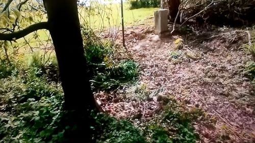 Cum a mutat un fermier belgian graniţa cu Franţa / Dacă refuză să pună piatra de hotar la loc, ar trebui convocată o comisie de graniţă franco-belgiană, inactivă din 1930