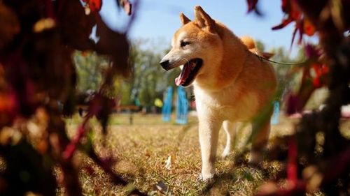 Un câine Shiba Inu abandonat a fost vândut la licitație cu 25.000 de dolari