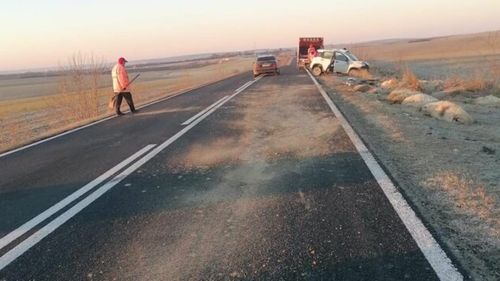 18 oi moarte, după ce au fost lovite de o maşină, în Timiș / Ciobanul a fost amendat cu 290 de lei