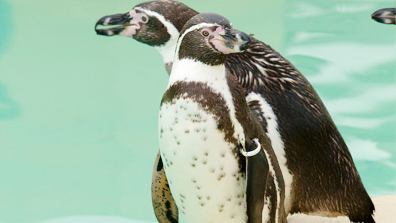 Populaţia de pinguini Humboldt din Chile scade vertiginos / Specia riscă să dispară