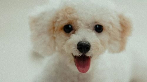 “Nunțile” între câini au devenit o nouă modă în China