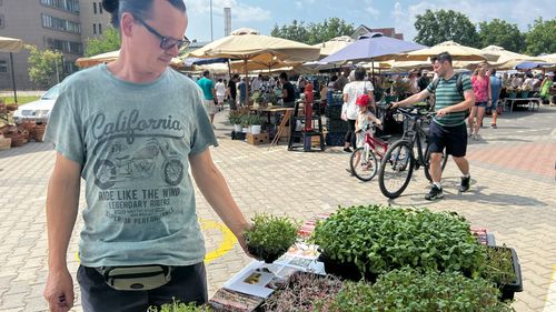 Un brăilean a renunțat la amenajări interioare în Anglia pentru a crește microplante la Sibiu / ”Ridichile sunt pline de calciu, fier și magneziu. Cele de floarea soarelui au mult fier, iar coriandrul ajută la eliminarea metalelor grele din organism”