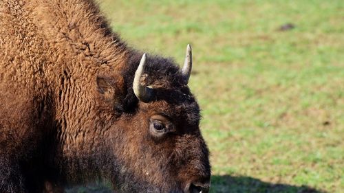 Grădina Zoologică din Târgu Mureş trimite un bizon în Parcul Naţional Shahdag din Azerbaidjan / Se dorește crearea unei populații de bizoni europeni pe versanţii sudici ai Munţilor Caucazului