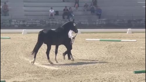 VIDEO: Un armăsar lipițan din Brașov, campion în Slovenia la Campionatul Internațional pentru rasa Lipițană, la categoria armăsari 4-6 ani