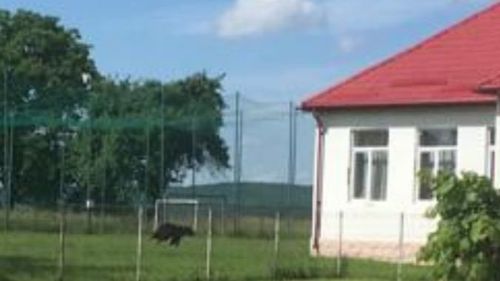 Un urs a traversat curtea unei școli din Mureș, în timp ce elevii îl priveau pe geam: "Dacă mai întârzia câteva minute, surprindea copiii în pauză"