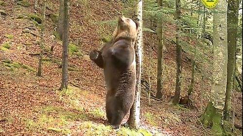 VIDEO Pauza de respirație: Un urs surprins de camerele Romsilva se scarpină și dansează ca Baloo în ”Cartea Junglei”