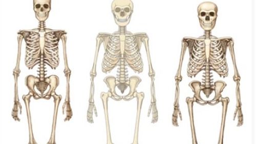 Cercetătorii israelieni au aflat cum arăta Omul de Denisova, ”verișorul” lui Homo Sapiens și al Omului de Neanderthal