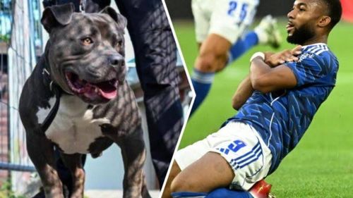 Concediat din cauza câinelui și riscă închisoarea: Un fotbalist din Bundesliga a fost dat afară de club după ce și-ar fi abandonat animalul de companie