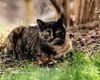O pisică abandonată le face oamenilor cadouri, în speranța că cineva o va adopta. Gestul lui Appletini a emoționat iubitorii de animale