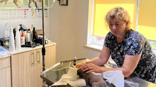 Exclusiv | O viață pentru animalele nimănui: Povestea eroinei care a salvat peste 5.000 de câini și pisici. Claudia Filip: „Nu mă sunați duminica dimineața. E timpul câinilor” (FOTO)