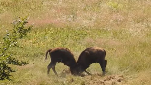 VIDEO Pauza de respirație: Antrenament „dur” pentru supremație între doi pui de zimbru, într-un ocol silvic din Caraș-Severin