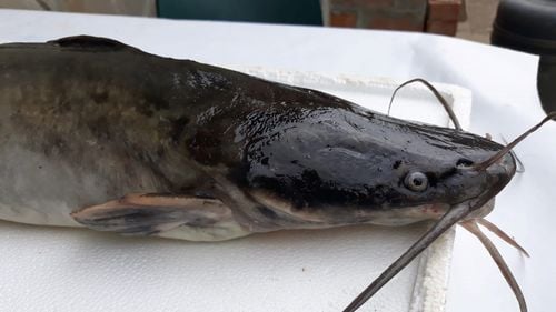 Cine deținea în Delta Dunării somnul african, specie invazivă considerată un pericol, scăpată dintr-o amenajare piscicolă  / Rezultatele controalelor oficiale