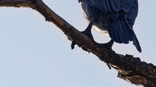 Petre Daea, despre cormorani: Prietenul meu trebuie să părăsească arealul, ne privează de cel puţin 30.000 sau 40.000 de tone pe an / Cormoranii mănâncă mai mult peşte decât românii