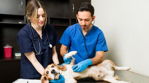 VIDEO Exclusiv | 1,5 milioane de lei alocați pentru animalele din Sectorul 1, dar oamenii preferă să-și abandoneze câinii decât să-i sterilizeze gratuit