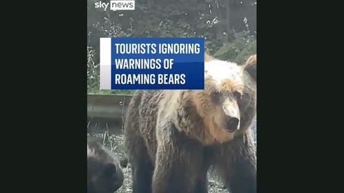 VIDEO Reportaj Sky News despre turiștii din România care ignoră avertismentele și se fotografiază cu urșii de pe marginea drumurilor