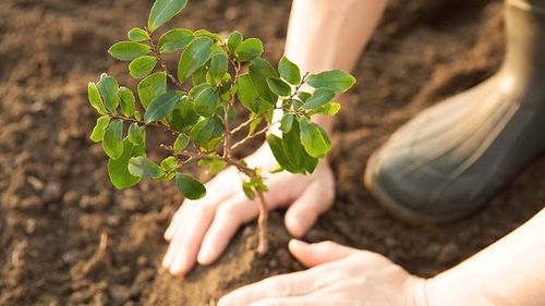 De ce vrea gigantul alimentar Nestlé să planteze 200 de milioane de copaci