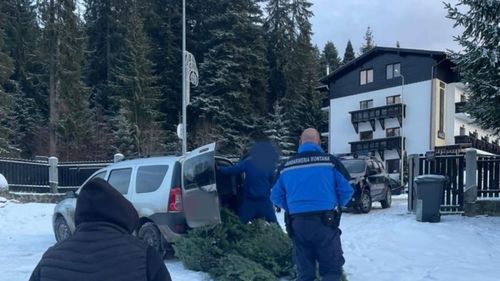 Amenzi de mii de lei la Brașov pentru persoane prinse în timp ce încercau să sustragă din pădure cetină de brad