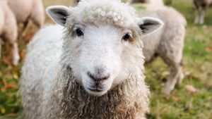 VIDEO Trei miei au fost furați de trei activiste de mediu de pe o proprietate a regelui Charles al III-lea/ Ele au vrut să denunțe în acest fel creşterea animalelor în scopuri alimentare