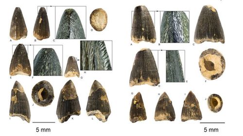 Dinţii crocodililor care au trăit în urmă cu zeci de milioane de ani la Turnu Roşu, expuşi la muzeul de Istorie Naturală din Sibiu / A fost nevoie de mai bine de 100 de ani pentru identificarea lor la nivel de subgrup
