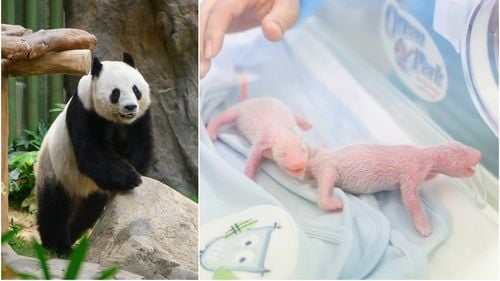 FOTO: O femelă de panda gigant a născut gemeni la un parc zoo din Hong Kong / Ying Ying a devenit cea mai în vârstă mamă panda, după peste un deceniu de încercări de împerechere nereușite