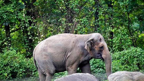 SUA: Un elefant rămâne la Zoo, după ce o instanţă superioară a respins cererea unor activiști pentru a-i acorda acestui animal drepturi asemeni persoanelor