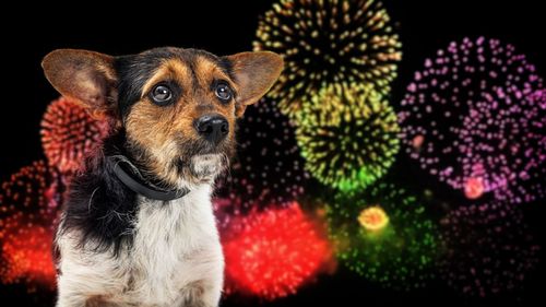 Primăria Braşov a decis că de Revelion nu vor fi artificii în Piaţa Sfatului, pentru protejarea animalelor