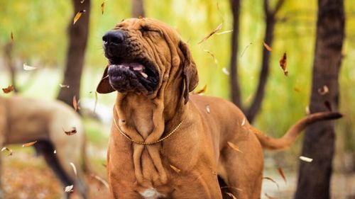 De ce strănută câinele tău când se joacă: Semnalul surprinzător pe care îl transmite