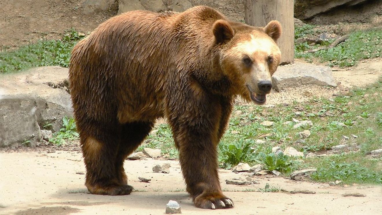 Un harghitean a fost atacat de urs în curtea propriei gospodăriei