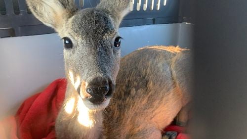 Mii de animale sălbatice trăiesc în București și în împrejurimi. Unde ajung multe dintre acestea? / Ce faci dacă găsești un animal sălbatic care are nevoie de ajutor