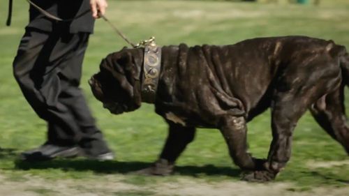 Un brașovean, urmărit internațional pentru trafic de droguri, a fost prins în Italia din cauza câinelui său / Polițiștii știau că nu se desparte niciodată de un Molossus de talie mare / Animalul a fost observat într-o mașină