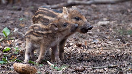 Porcii mistreți din Buzău, decimați de virusul pestei porcine africane / ”Sunt fonduri în care porcul mistreţ a dispărut”