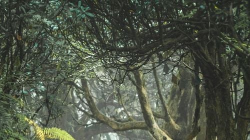 Ce trebuie să faci dacă te rătăcești în sălbăticie: Echipamente esențiale pentru o drumeție și sfaturi de orientare dacă rămâi fără semnal