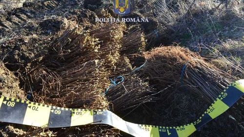 Un bărbat din Dolj a furat 20.000 de puieţi de salcâm dintr-o pepinieră / Pomii au fost găsiţi, însă erau distruşi din cauză că au fost lăsaşi în ger
