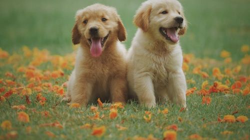 De ce le dăm porecle animalelor noastre de companie? Ce impact au asupra câinilor și pisicilor, potrivit oamenilor de știință