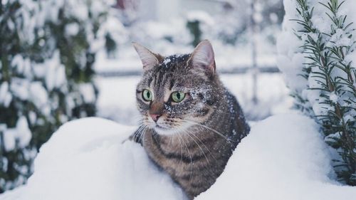 Nu-ți mai lăsa pisica afară până nu știi asta. Medicul veterinar dezvăluie când devine periculos pentru felină: „Risc ridicat de degerături și hipotermie” (VIDEO)