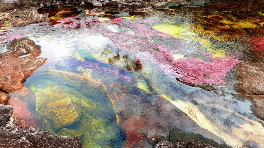 Caño Cristales