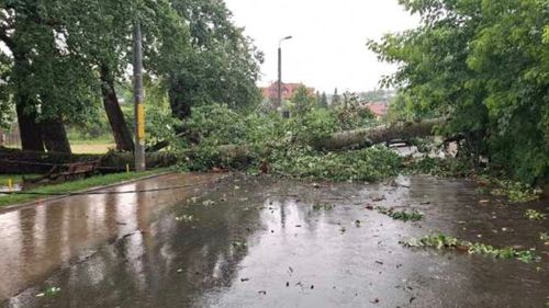 Unul dintre plopii ”fără soț” ai lui Eminescu, prăbușit peste un gard / Intervenție a ISU Iași, nimeni nu a fost rănit