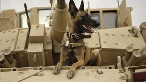 Pentagonul neagă că armata americană și-ar fi abandonat câinii în Kabul, în urma acuzațiilor unei organizații pentru drepturile animalelor